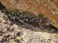 Myriopteris clevelandii