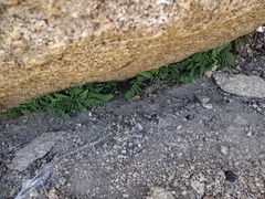 Myriopteris clevelandii