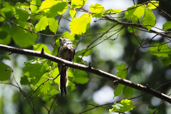 Aegithalos caudatus