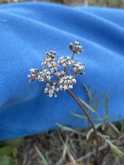 Lomatium geyeri