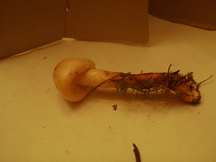 Zhuliangomyces illinitus