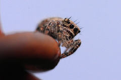 Phidippus putnami