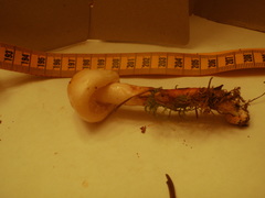 Zhuliangomyces illinitus