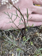 Lomatium geyeri
