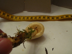 Zhuliangomyces illinitus