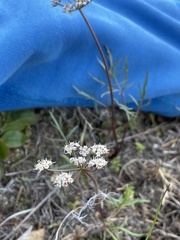 Lomatium geyeri
