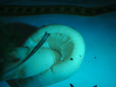 Zhuliangomyces illinitus