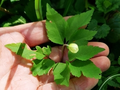 Anemonoides × pittonii