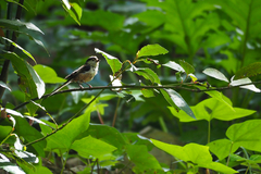 Aegithalos caudatus