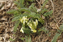 Astragalus