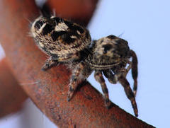 Phidippus putnami