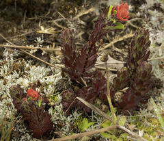 Castilleja nubigena