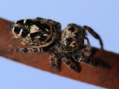Phidippus putnami