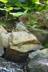 Sylvia atricapilla