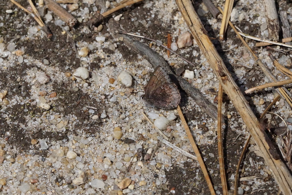 Hoary Elfin in April 2022 by Matt Pelikan · iNaturalist