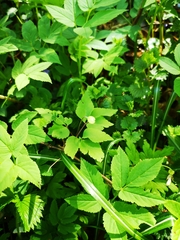 Anemonoides × pittonii