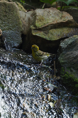 Serinus serinus