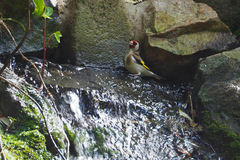 Carduelis carduelis