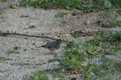 Serinus serinus