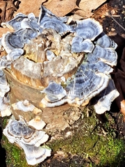 Trametes versicolor