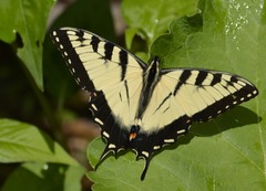 Papilio appalachiensis