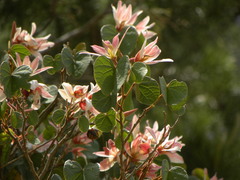Bauhinia coulteri