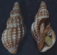 Cyrillia linearis