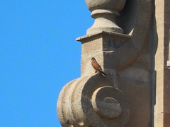 Falco tinnunculus
