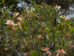 Bauhinia coulteri