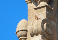 Falco tinnunculus