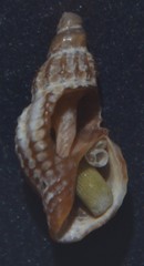 Cyrillia linearis