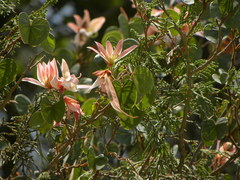 Bauhinia coulteri