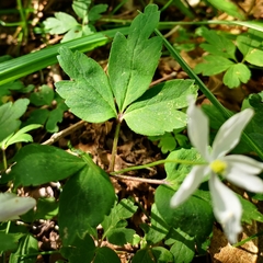 Anemonoides × pittonii