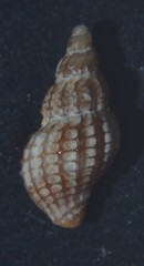 Cyrillia linearis
