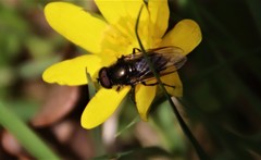 Cheilosia pagana