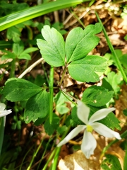 Anemonoides × pittonii