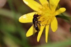 Cheilosia pagana
