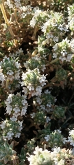 Thymus baeticus