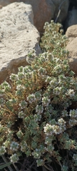 Thymus baeticus