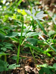 Anemonoides × pittonii