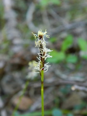 Carex concinnoides
