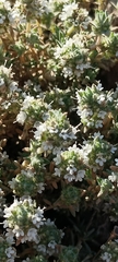 Thymus baeticus