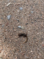 Lissotriton vulgaris