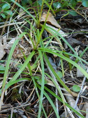 Carex concinnoides