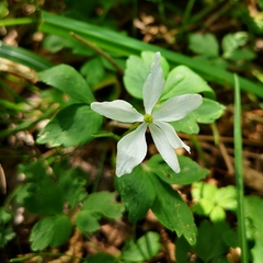 Anemonoides × pittonii