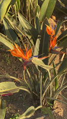 Strelitzia reginae
