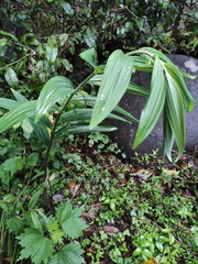 Polygonatum cyrtonema
