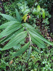 Polygonatum cyrtonema