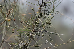 Asparagus arborescens image
