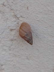 Bulimulus tenuissimus